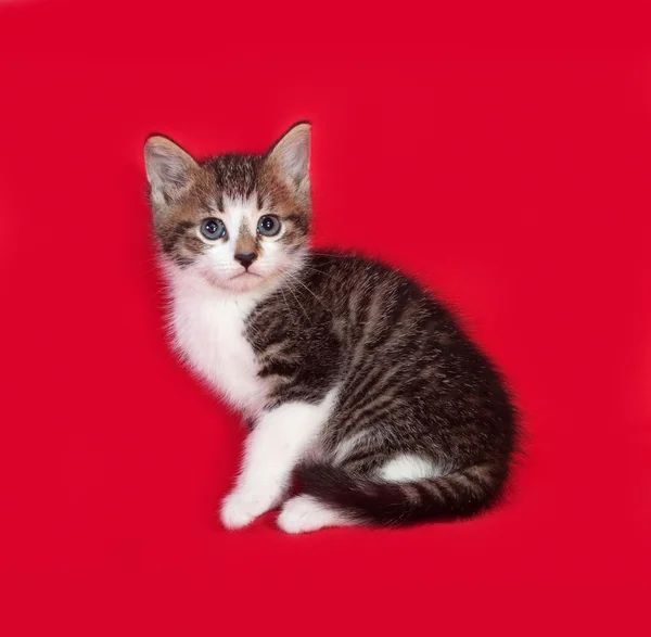 Striped en witte kitten zittend op rood — Stockfoto