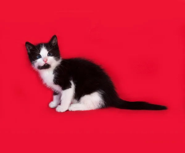 Gatito blanco y negro sentado en rojo — Foto de Stock