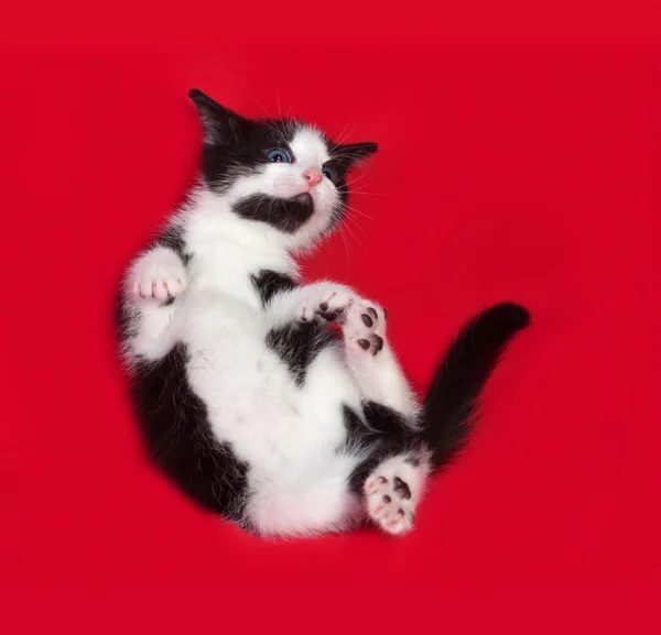 Zwart-wit katje druppels op rood — Stockfoto