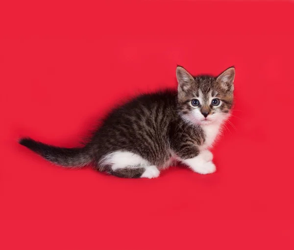 Striped en witte kitten zittend op rood — Stockfoto