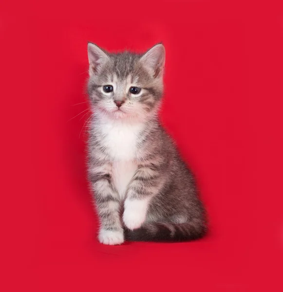 Striped en witte kitten zittend op rood — Stockfoto