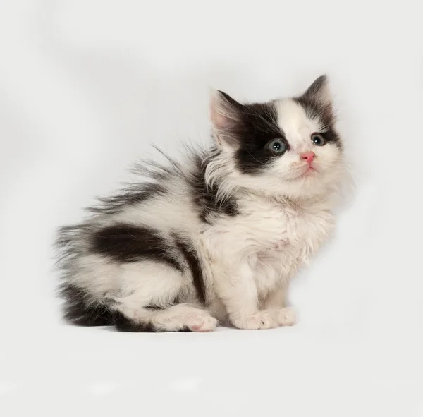 Weiße und schwarze flauschige Kätzchen sitzen auf grauen — Stockfoto