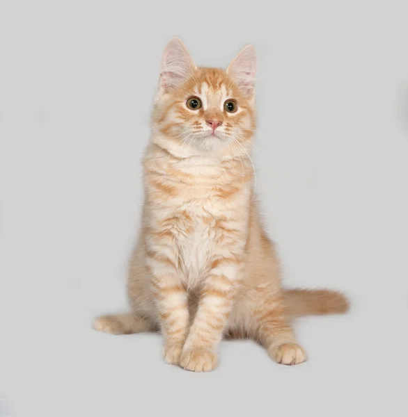 Piros bolyhos cica ülő-on szürke — Stock Fotó