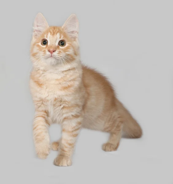 Rotes flauschiges Kätzchen sitzt auf grau — Stockfoto
