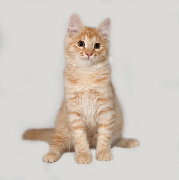Piros bolyhos cica ülő-on szürke — Stock Fotó
