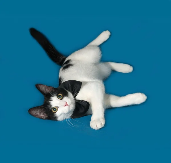 White and black cat lies on blue — Stock Photo, Image