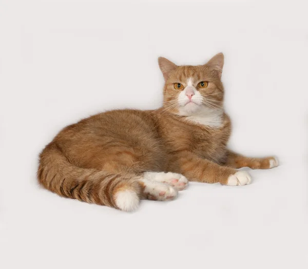 Red and white fluffy cat lies on gray — Stock Photo, Image