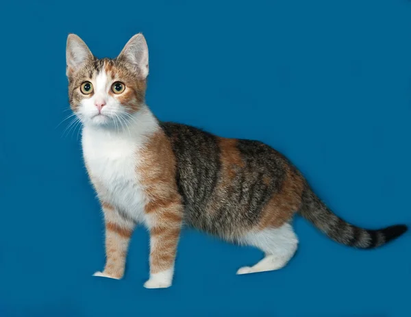 Трехцветный котенок на голубом фоне — стоковое фото