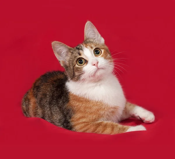 Tricolor kitten lies on red — Stock Photo, Image