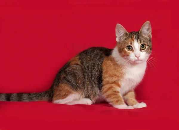 Tricolor kitten zittend op rood — Stockfoto