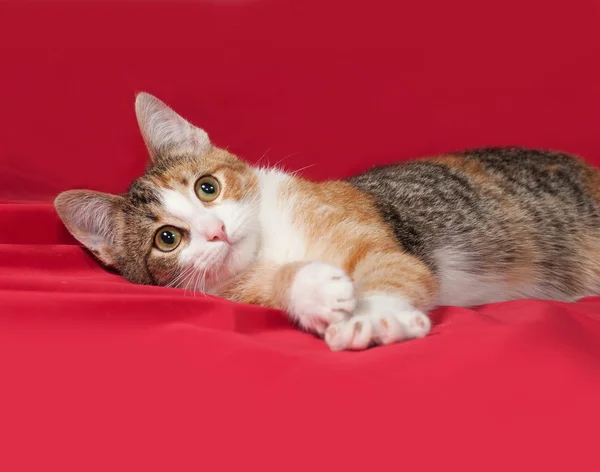 Tricolor kitten lies on red — Stock Photo, Image
