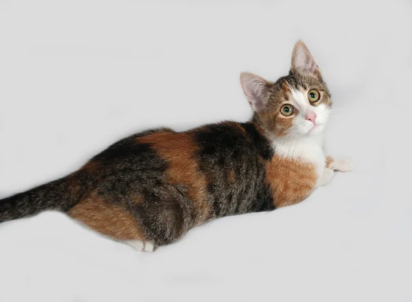 Tricolor kitten lies on gray — Stock Photo, Image