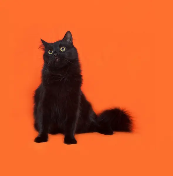 Black fluffy cat sits on orange — Stock Photo, Image