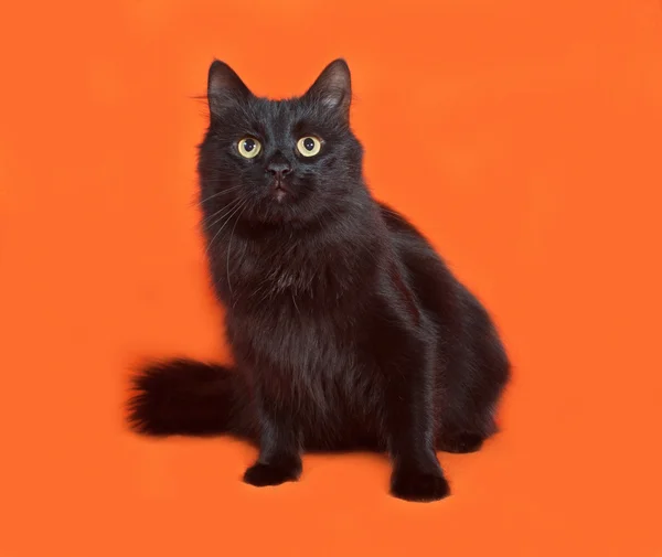 Black fluffy cat sits on orange — Stock Photo, Image