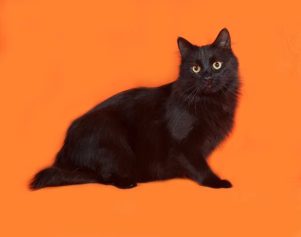 Siyah tüylü kedi turuncu üzerinde oturur — Stok fotoğraf