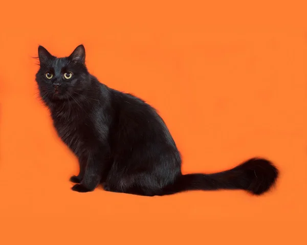 Black fluffy cat sits on orange — Stock Photo, Image