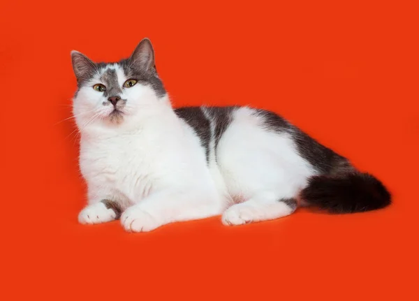 Biały i szary zauważył kot leży na pomarańczowo — Zdjęcie stockowe
