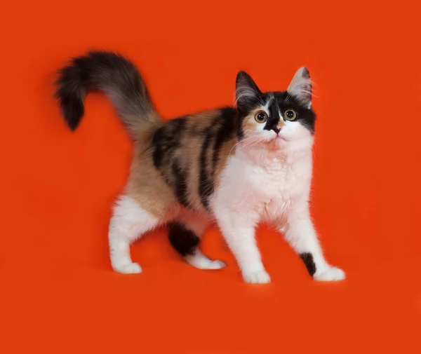 Tricolor pluizig kitten staande op oranje — Stockfoto