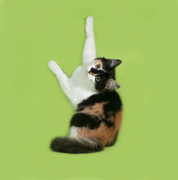 Трехцветный пушистый котенок сидит на зеленом — стоковое фото