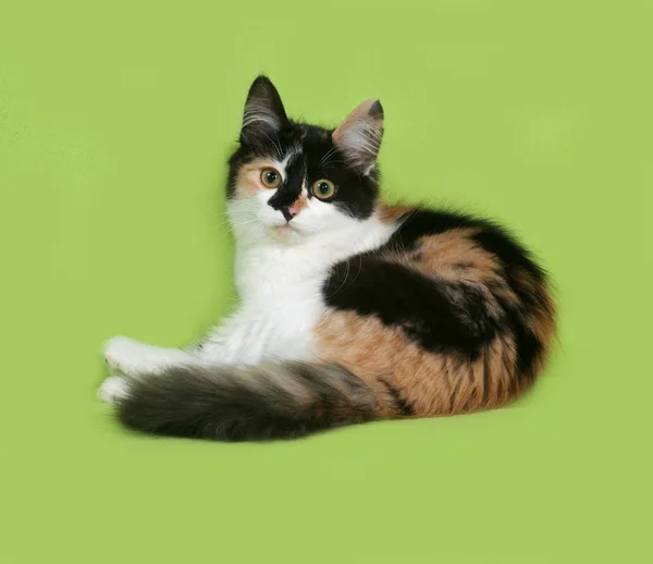Триколор пухнастий кошеня лежить на зеленому — стокове фото