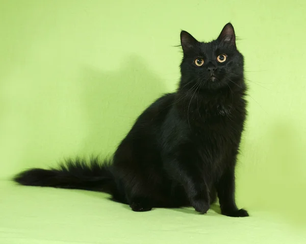 Negro esponjoso gato se sienta en verde — Foto de Stock