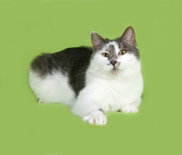 Белый и серый пятнистый кот лежит на зеленом — стоковое фото