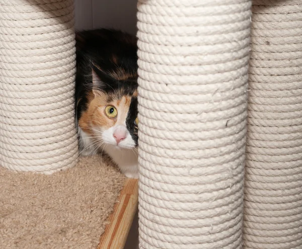 Frightened tricolor cat hiding behind scratching posts