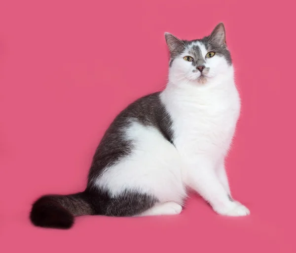 Vita och grå fläckig katt sitter på pink — Stockfoto