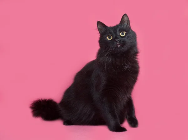 Schwarze flauschige Katze sitzt auf rosa — Stockfoto