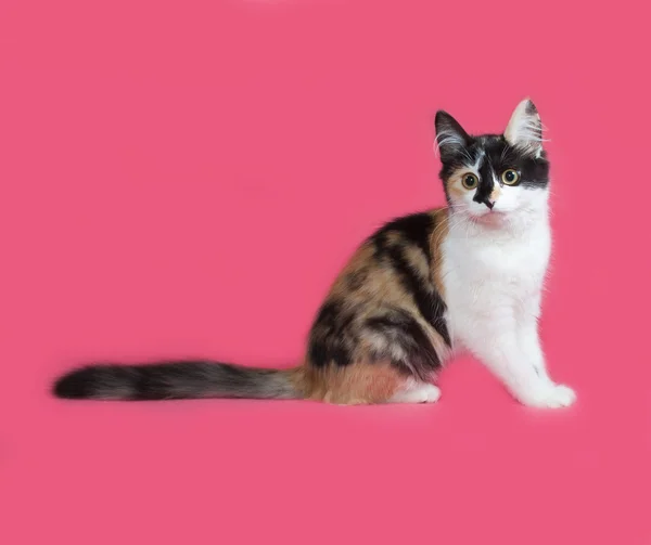 Tricolor fluffiga kattunge ligger på pink — Stockfoto