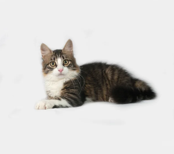 Fluffy white and tabby cat lying on gray — Stock Photo, Image