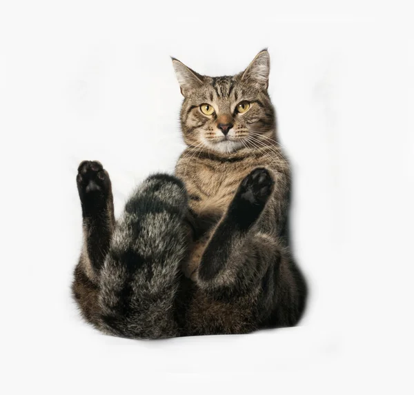 Tekir kedi gri üzerine oturan — Stok fotoğraf