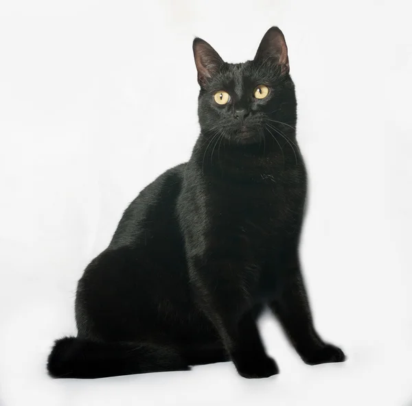 Gato negro sentado en gris — Foto de Stock