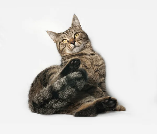 Tekir kedi gri üzerine oturan — Stok fotoğraf