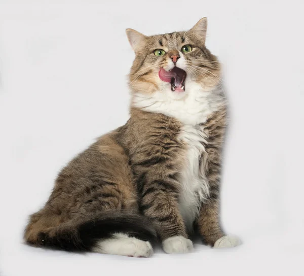 Striped fluffy Siberian cat sitting on gray — Stock Photo, Image