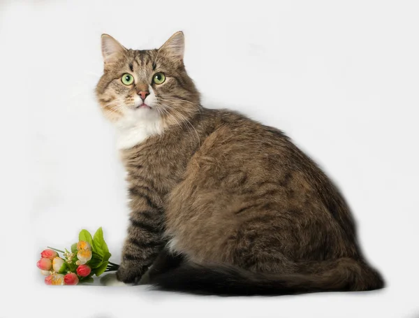 Chat sibérien pelucheux rayé assis sur du gris — Photo