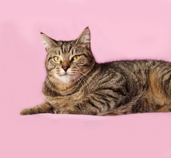 Tekir kedi yalanlar üzerine pembe — Stok fotoğraf