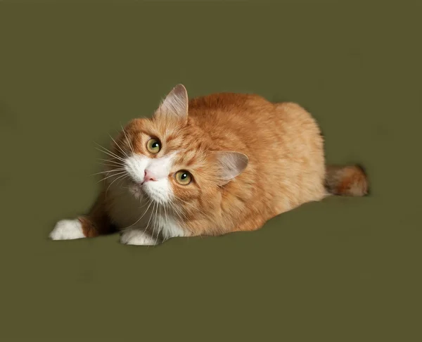 Red and white fluffy cat lies on green — Stock Photo, Image