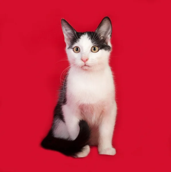 赤の上に座っている黒と白の子猫 — ストック写真