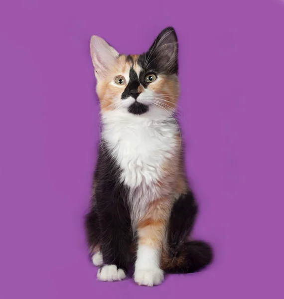 Tricolor kitten zittend op Lila — Stockfoto