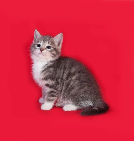 Striped en witte kitten zittend op rood — Stockfoto