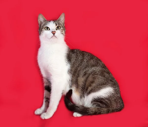 Weiße und gestreifte Katze sitzt auf rot — Stockfoto