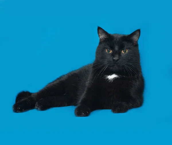 Zwart-witte kat liggend op blauw — Stockfoto