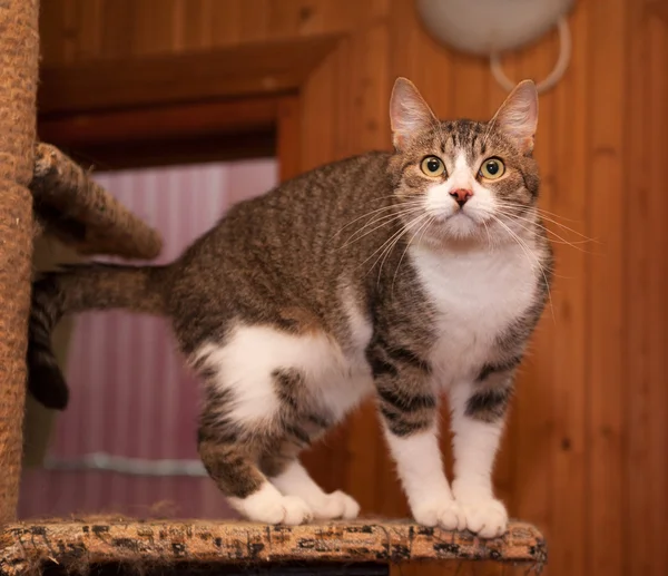 灰色のぶち猫と子猫が負傷のポストの上に立って — ストック写真