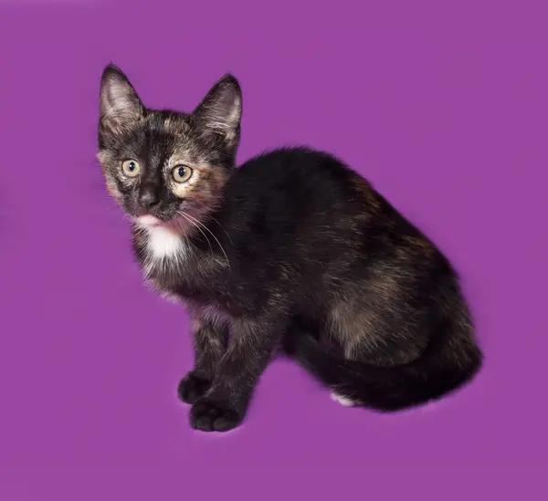 Tricolor kitten sitting on lilac — Stock Photo, Image