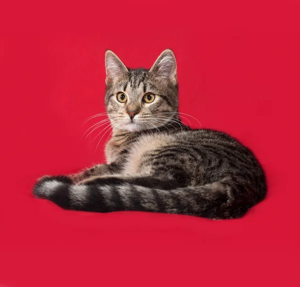 Randig katt liggande på röd — Stockfoto