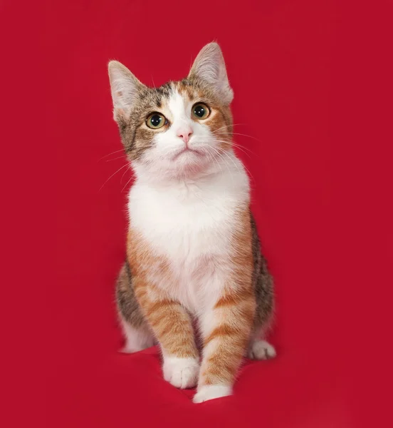Kırmızı üzerinde oturan üç renkli kedi yavrusu — Stok fotoğraf
