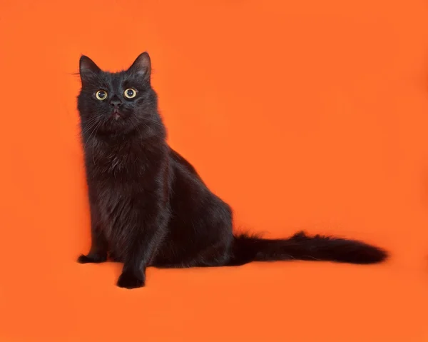 Black fluffy cat sits on orange — Stock Photo, Image