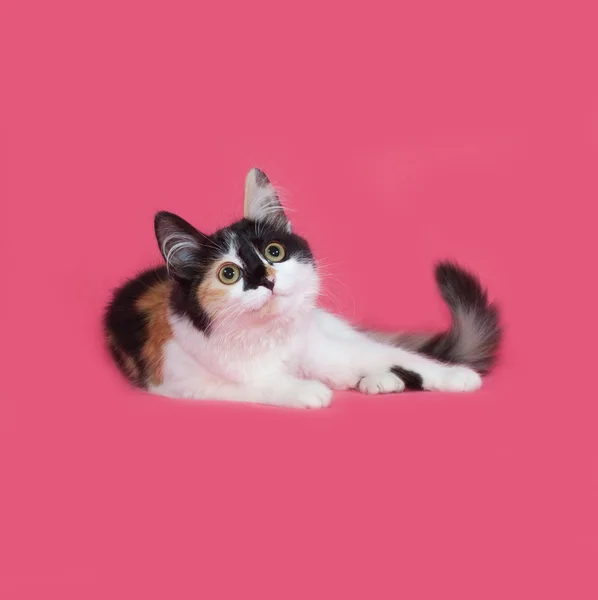 Tricolor fluffy kitten lies on pink — Stock Photo, Image