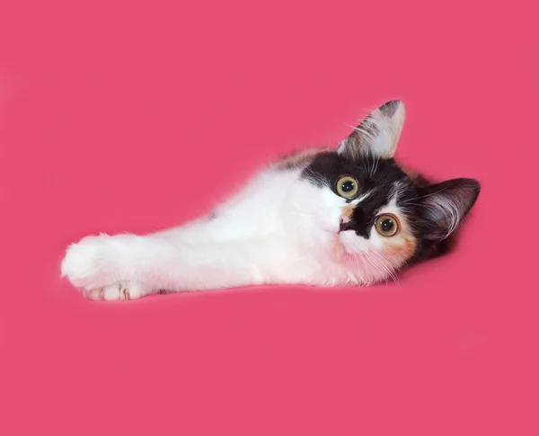 Tricolor fluffiga kattunge ligger på pink — Stockfoto